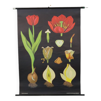 Grande carte scolaire vintage Fleurs de tulipes Jung Koch Quentell 117cm