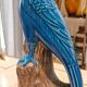 Turquoise glazed ceramic cockatoo parrot statuette 30 cm