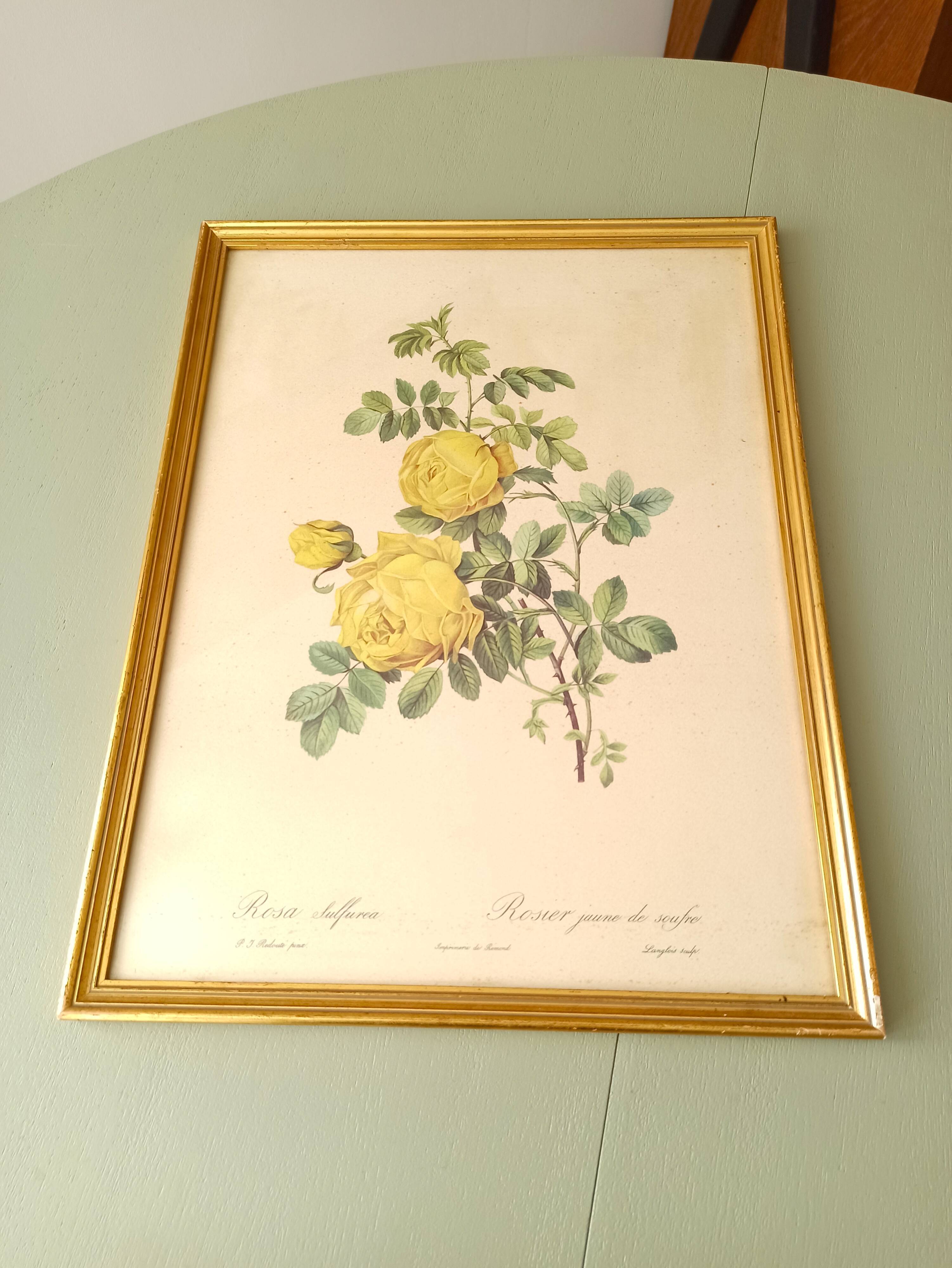 Lithographie rose Redouté