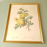 Lithographie rose Redouté