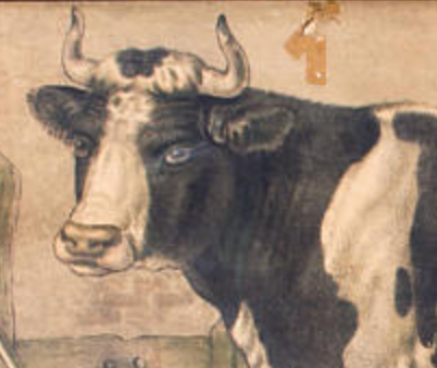 Poster "Cow" educational grid 1891