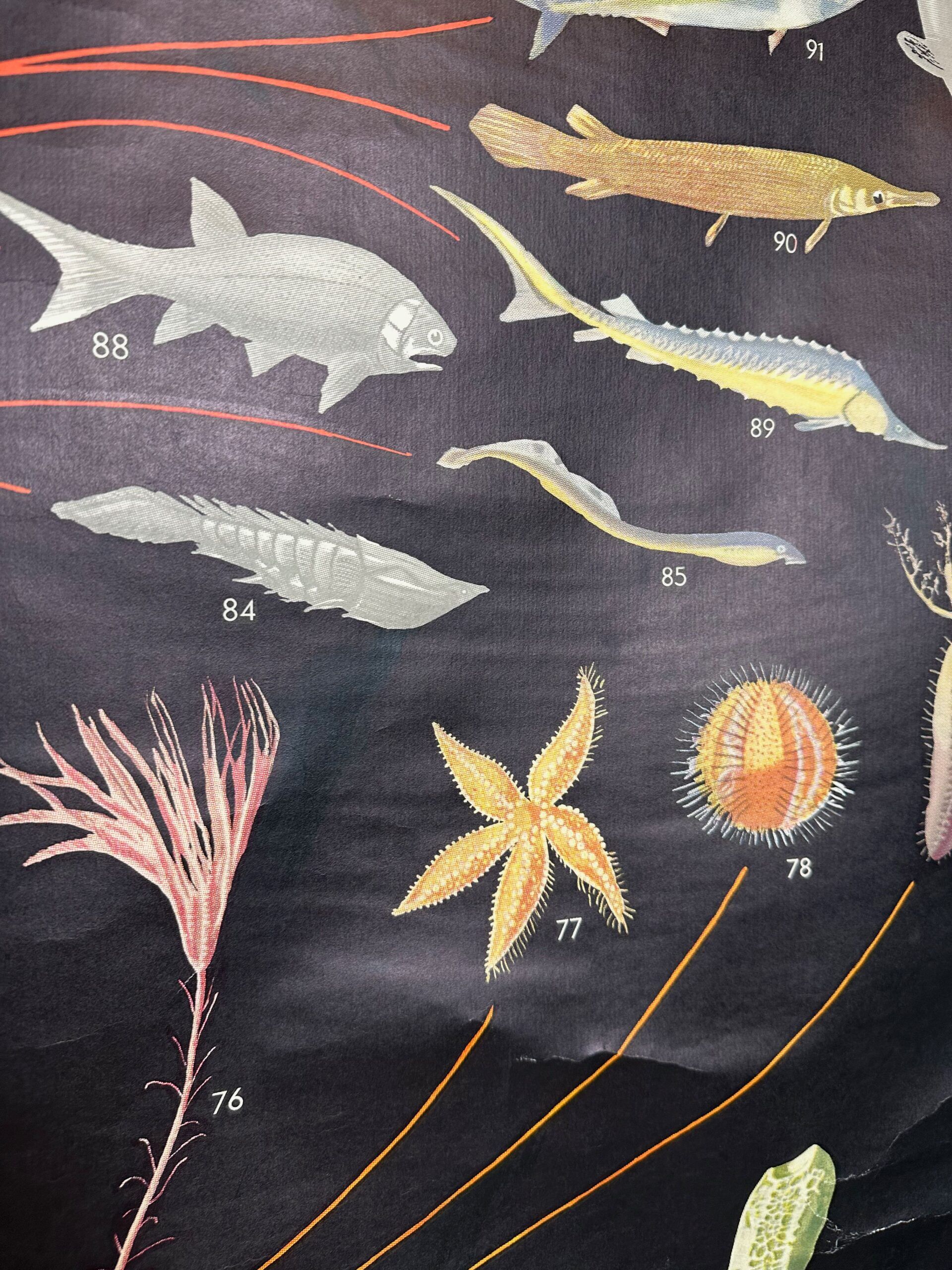 XL vintage linen school chart – ‘Relations of the animal kingdom’