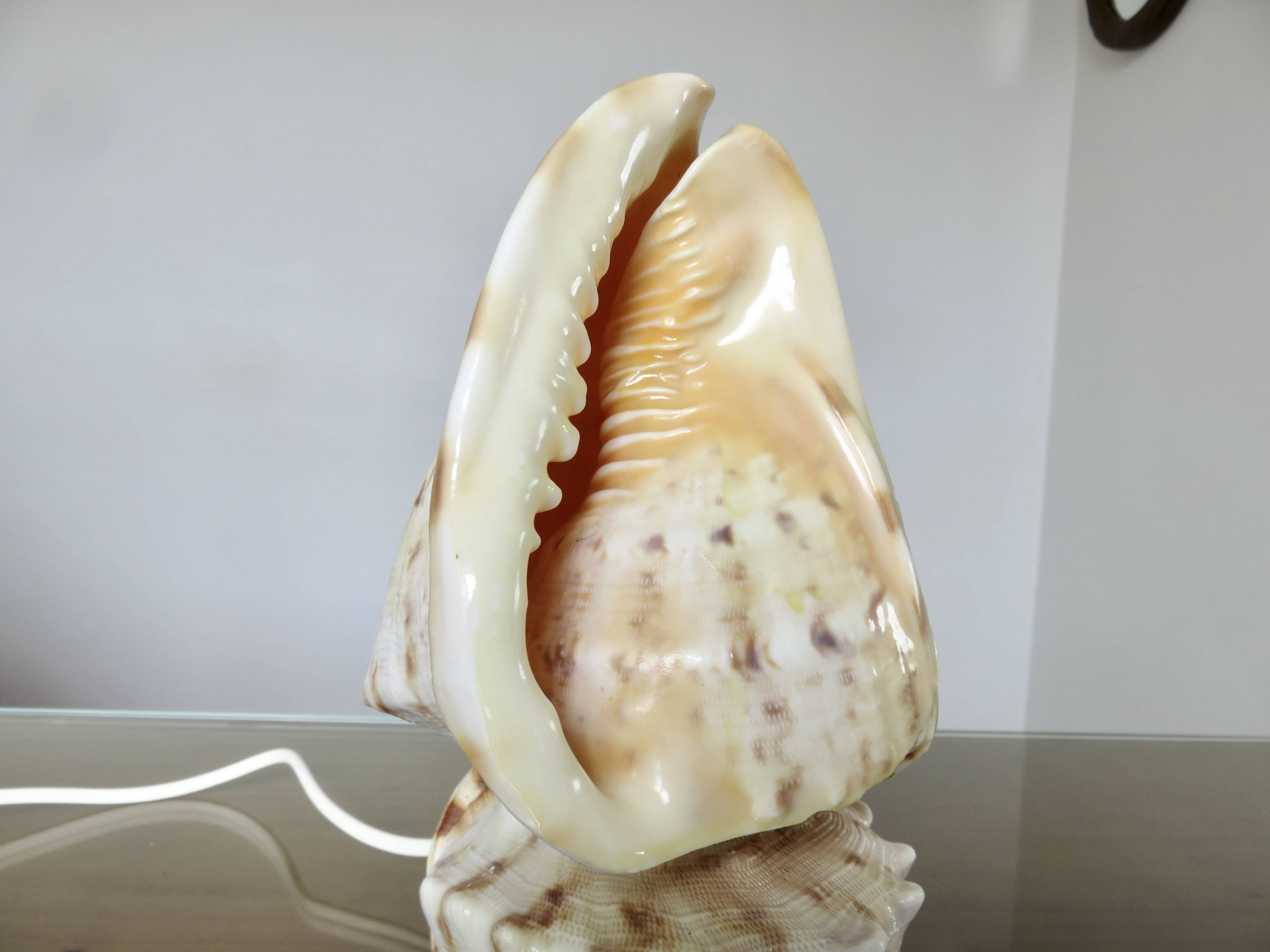 Lampe coquillage "cassis cornita" années 70