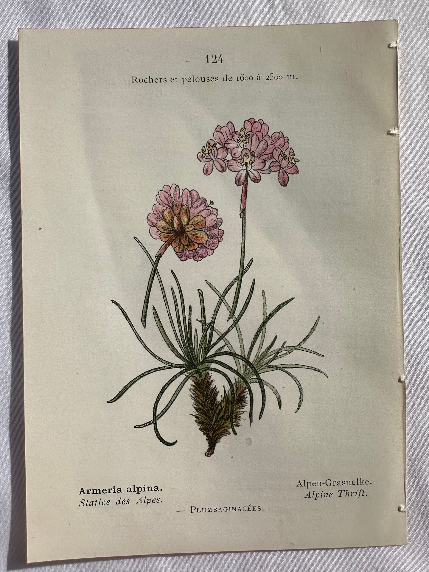 Naturalist Plate – 19th Century Botanical Engraving, Double-Sided