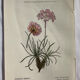 Naturalist Plate – 19th Century Botanical Engraving, Double-Sided