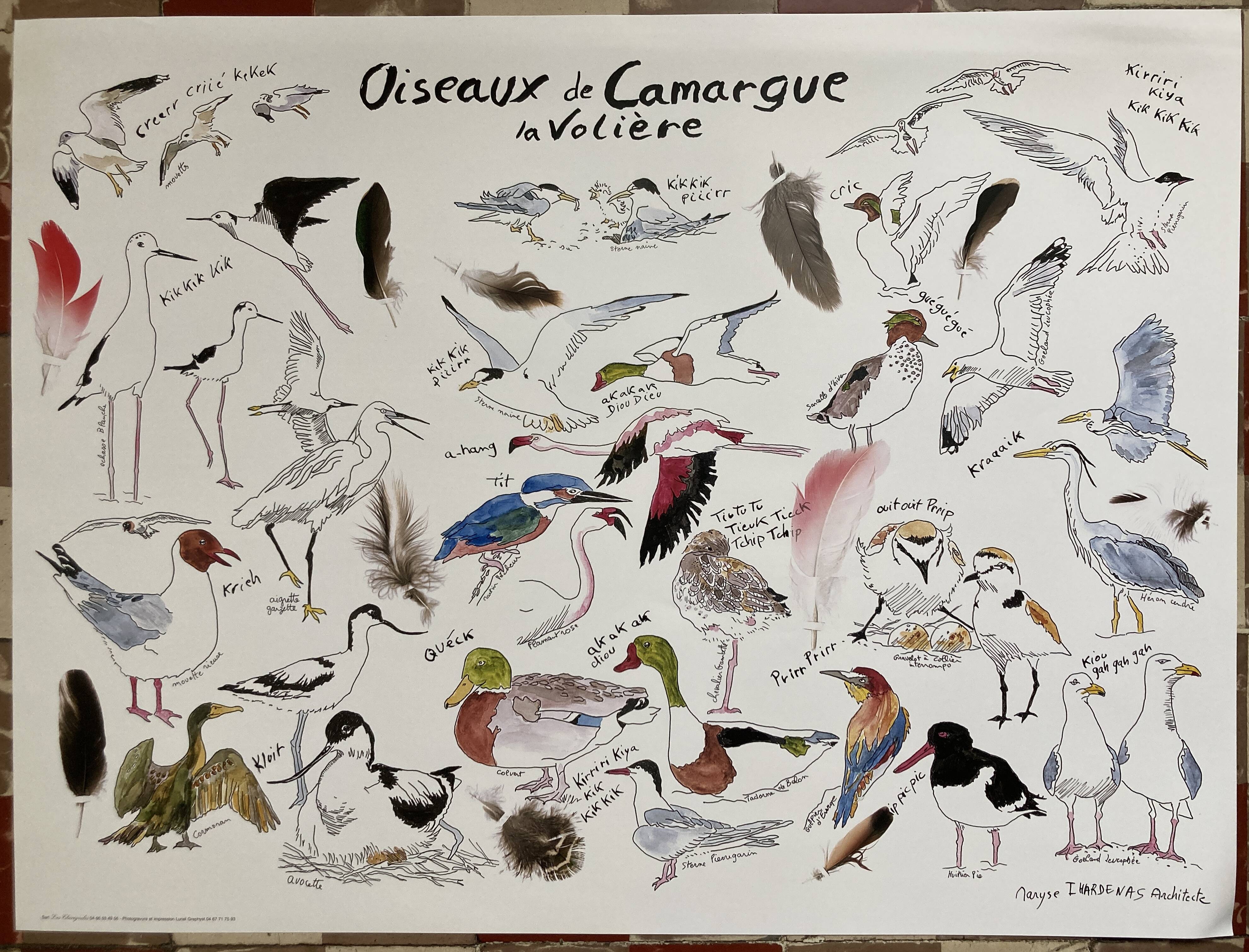 Poster - Birds of Camargue: the aviary
