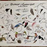Poster - Birds of Camargue: the aviary