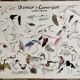 Poster - Birds of Camargue: the aviary