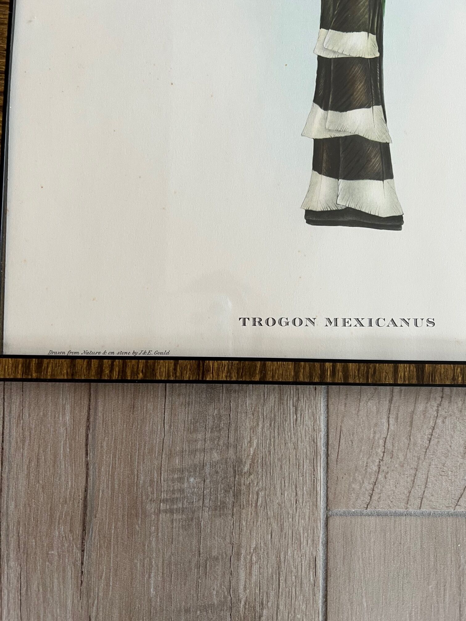 Framed bird engraving