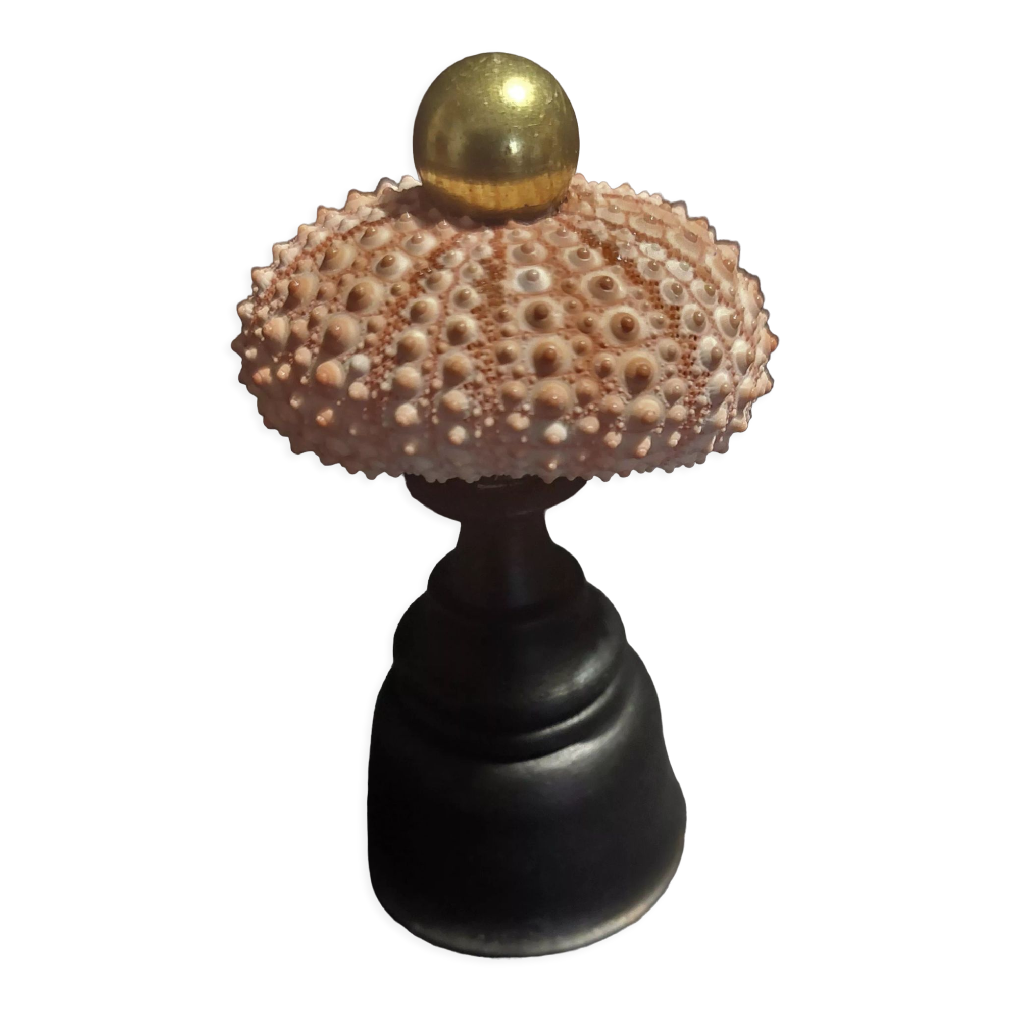 Cabinet of Curiosities sea urchin paracentrotus lividus on pedestal