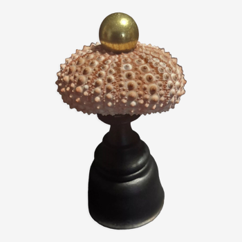 Cabinet of Curiosities sea urchin paracentrotus lividus on pedestal