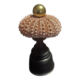 Cabinet of Curiosities sea urchin paracentrotus lividus on pedestal