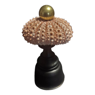 Cabinet of Curiosities sea urchin paracentrotus lividus on pedestal