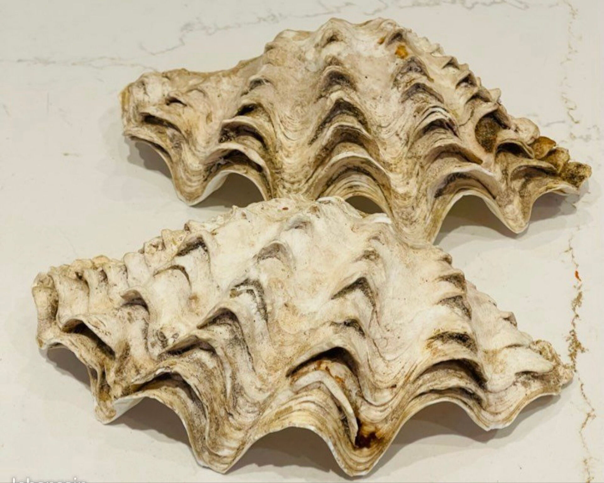 Blessed bivalve shell