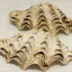 Blessed bivalve shell
