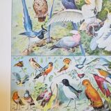 Lithograph on birds from 1928 "falcon"