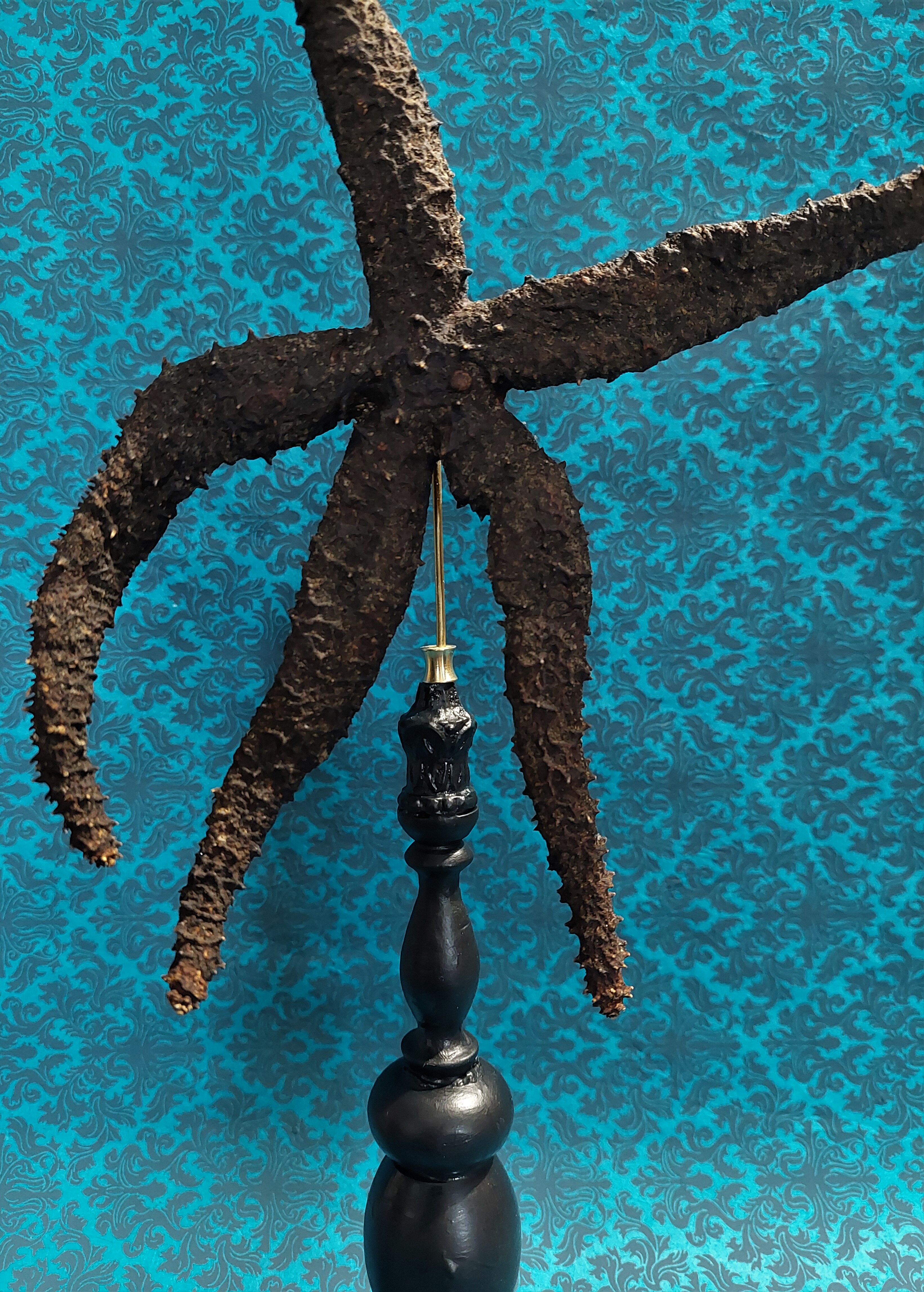 Cabinet de curiosités étoile de mer noire marthasterias glacialis sur socle
