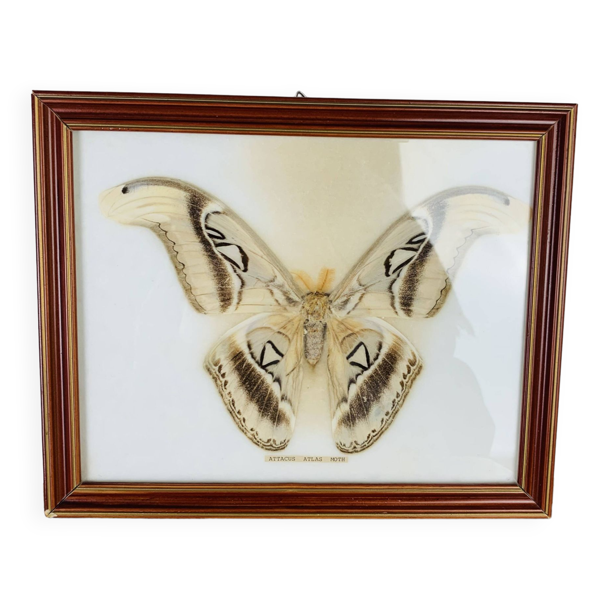 Naturalized Attacus Atlas butterfly frame