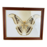 Naturalized Attacus Atlas butterfly frame