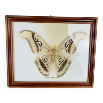 Naturalized Attacus Atlas butterfly frame