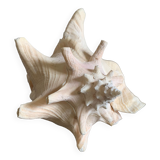 Shell horned helmet 18 cm