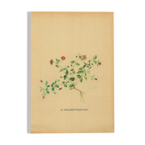 Old illustration from 1948 of meadow flowers by H.Strache - Mouron