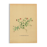 Ancienne illustration de 1948 de fleurs des prés par H.Strache - Mouron