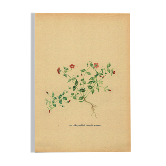 Ancienne illustration de 1948 de fleurs des prés par H.Strache - Mouron