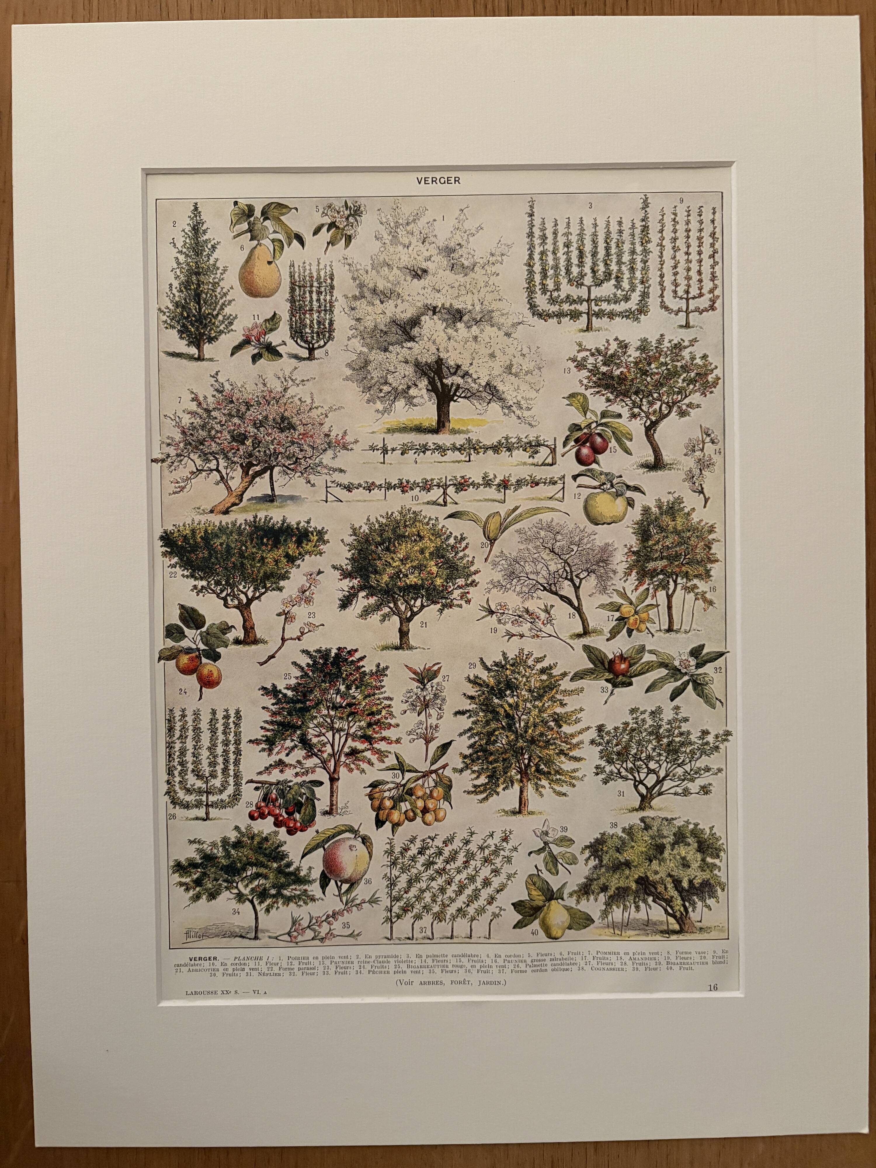 Vintage illustrated orchard print - 1930