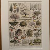 Planche illustrée vintage sur le verger - 1930