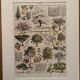 Vintage illustrated orchard print - 1930