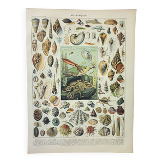 Gravure ancienne de 1898 • Mollusque, coquillage, poisson • Affiche originale et vintage
