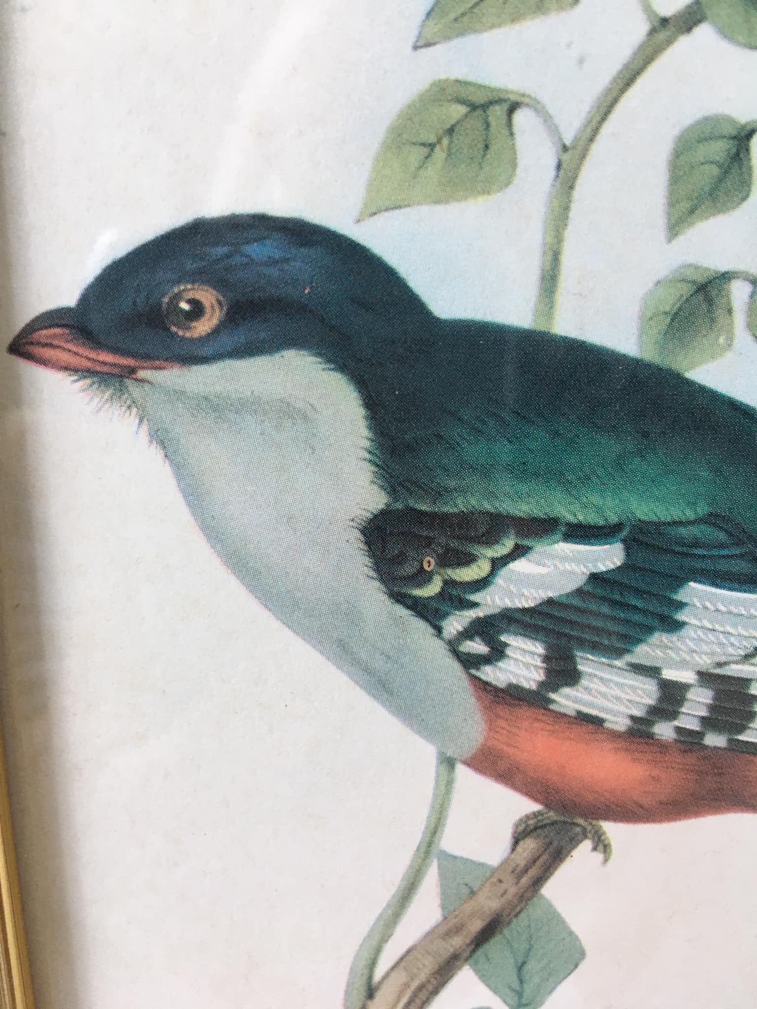 Table reproduction "beautiful colorful bird", gilded wood frame and green fabric