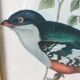 Table reproduction "beautiful colorful bird", gilded wood frame and green fabric