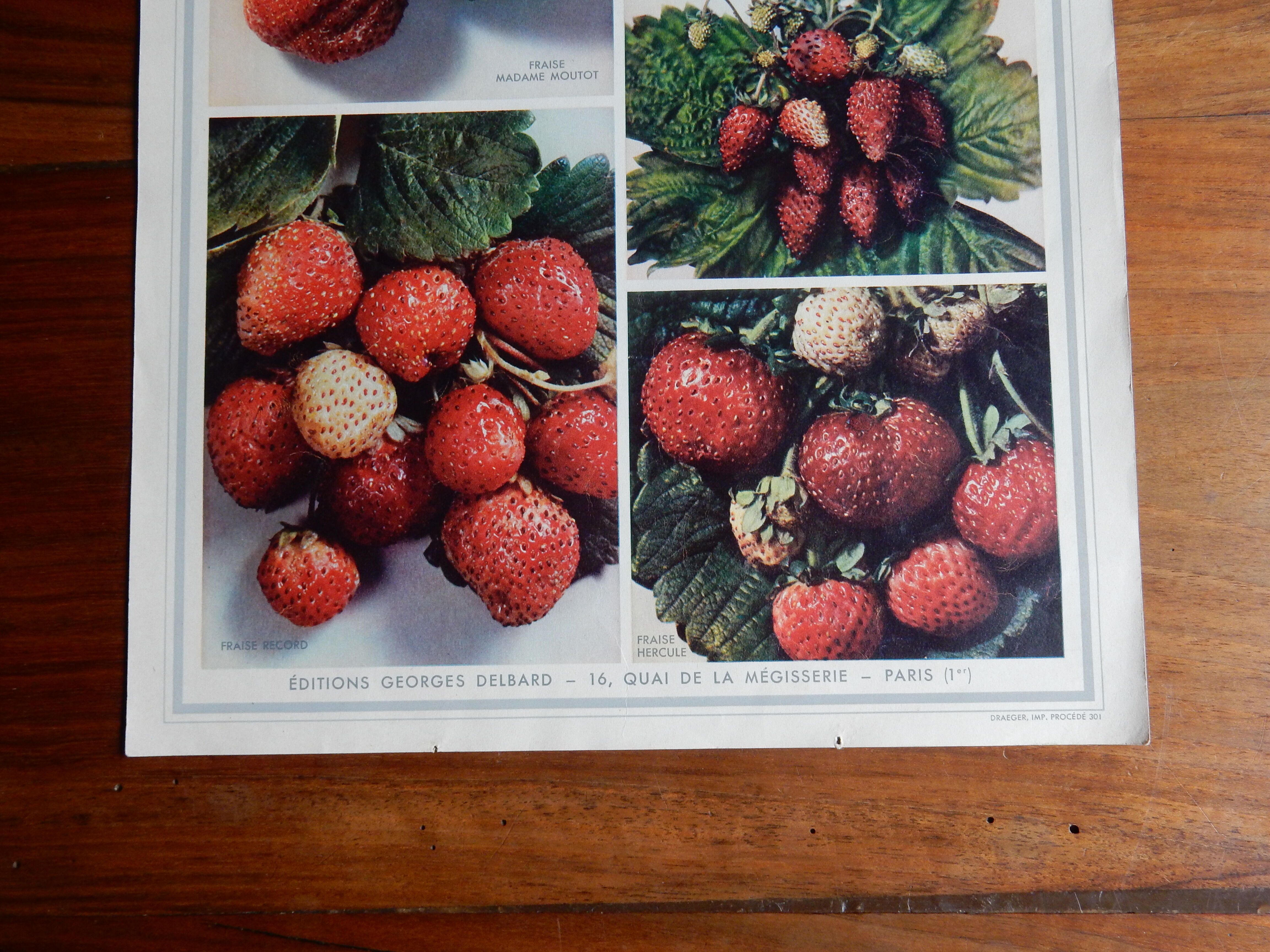 Botanical poster on strawberries 1947 Delbard