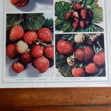 Botanical poster on strawberries 1947 Delbard