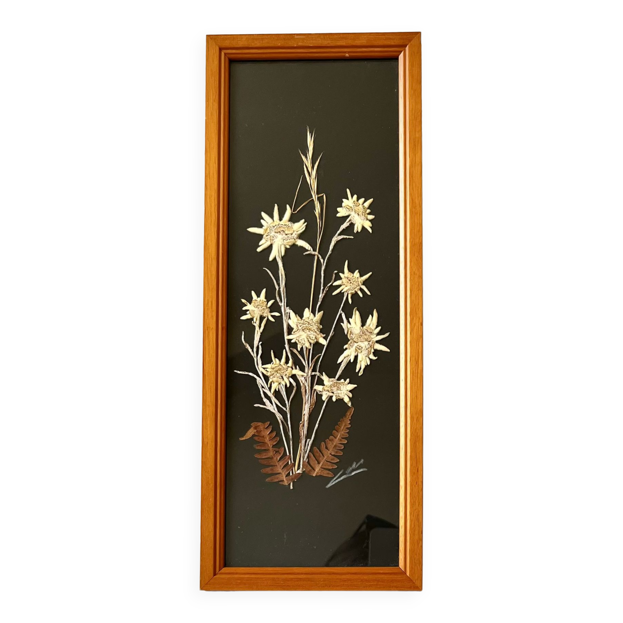 Vintage mountain edelweiss flower herbarium frame
