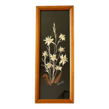 Vintage mountain edelweiss flower herbarium frame