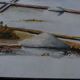 Watercolor " Salt marsh at dawn " . A. Dellis .