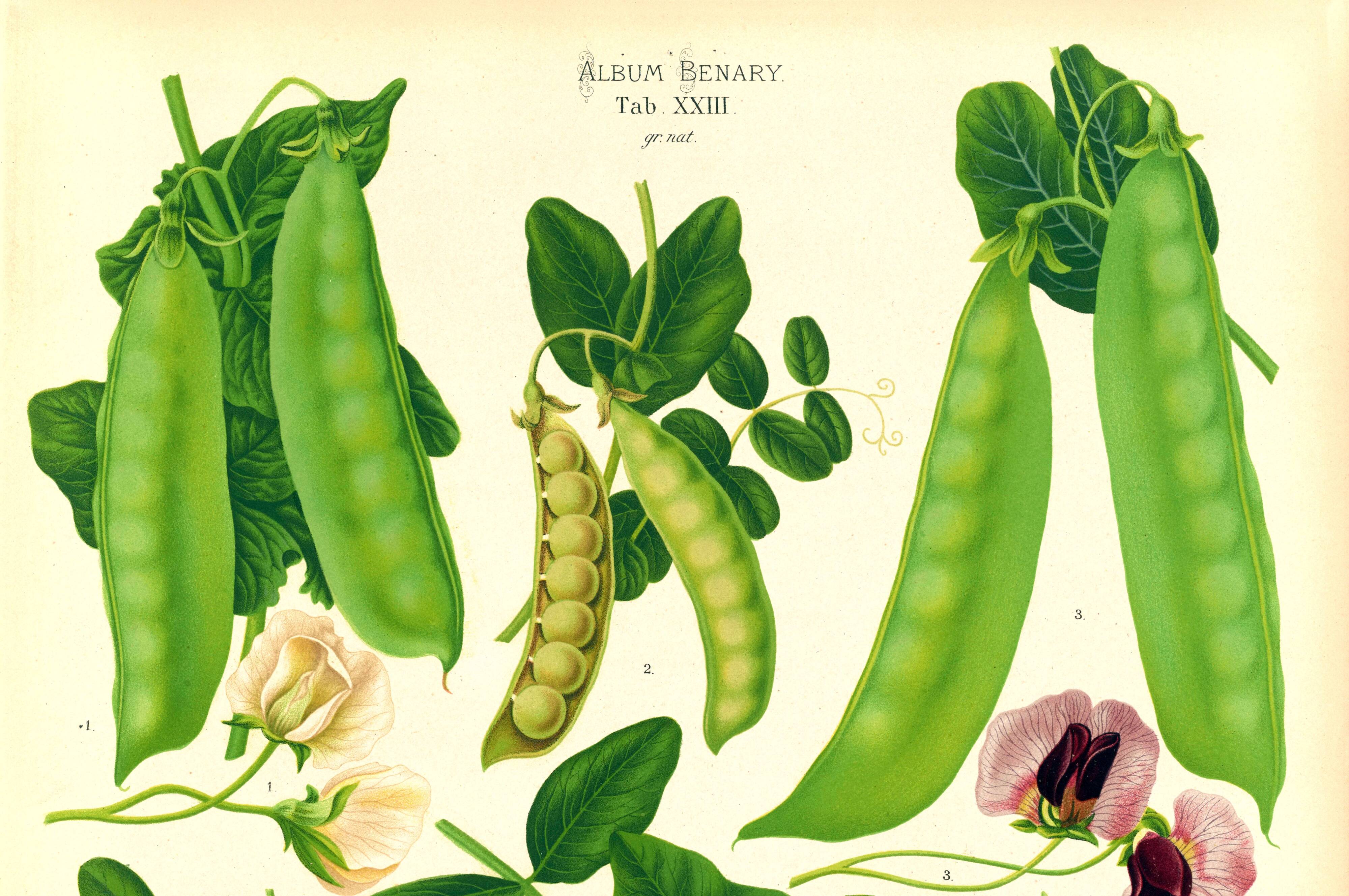 Affiche sur "les pois comestibles à cosses", d’après une gravure de 1886