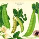 Affiche sur "les pois comestibles à cosses", d’après une gravure de 1886