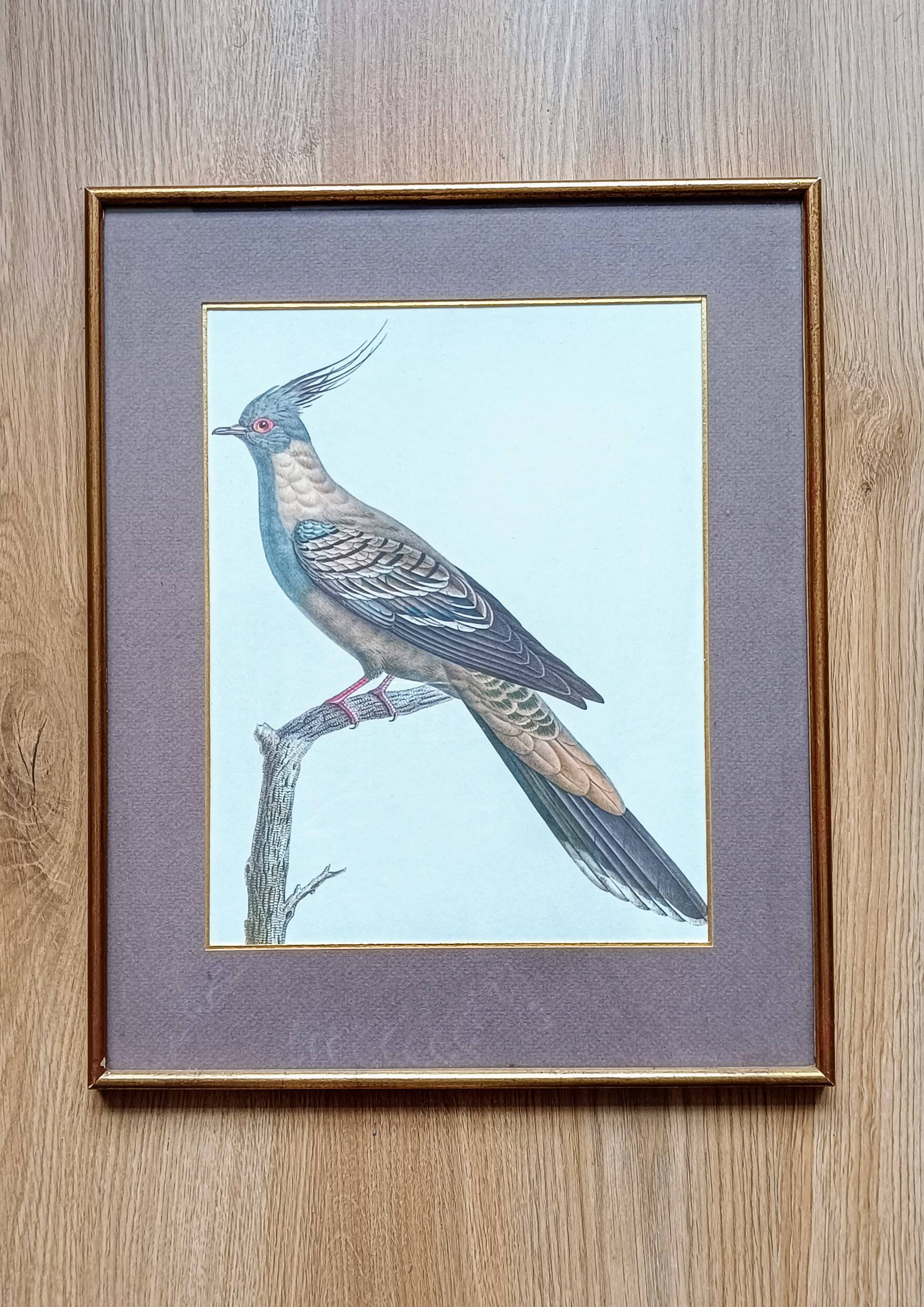 Set of 2 old bird frames, vintage ornithological paintings