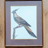 Set of 2 old bird frames, vintage ornithological paintings