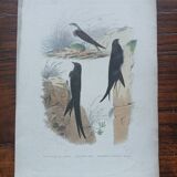 Poster - 19th century zoological engraving of birds - swallow - swift