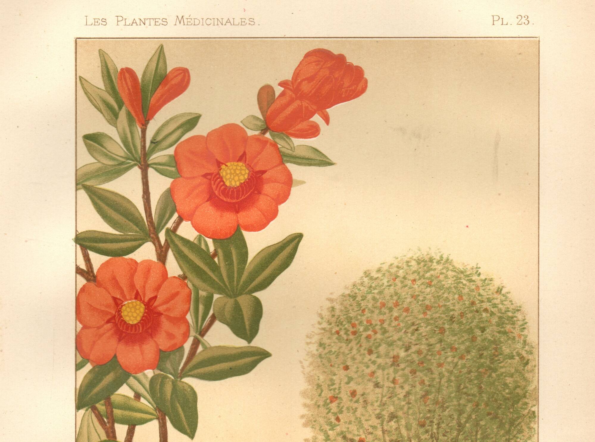 Old engraving from 1889. Grenadier. Botanical plate. Vintage red flower.