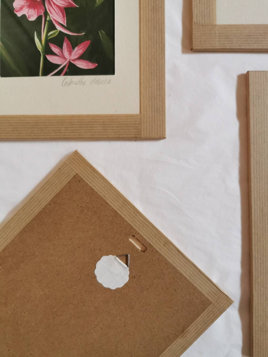 Planche botanique orchidée