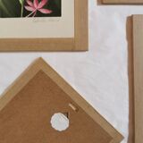 Orchid botanical board