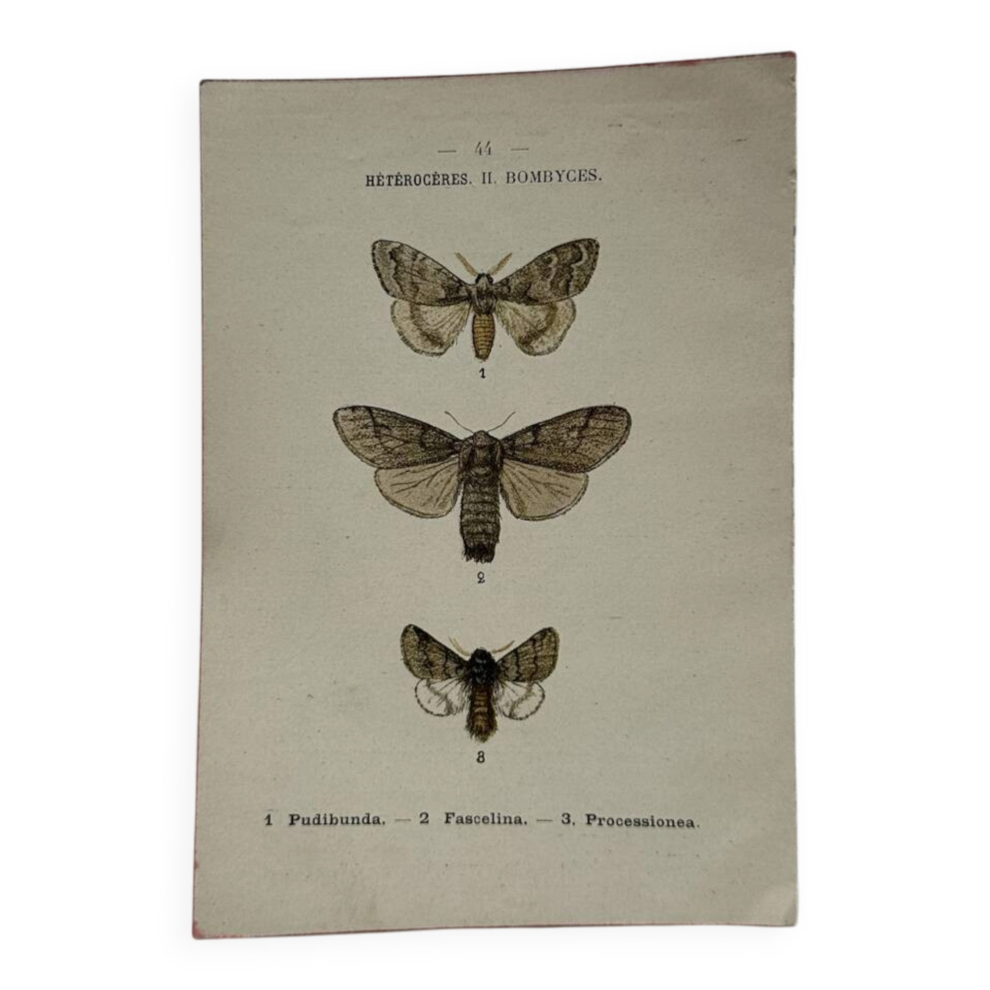 Botanical Plate 1800 Old naturalist engraving 19th century double-sided