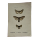 Botanical Plate 1800 Old naturalist engraving 19th century double-sided