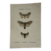 Botanical Plate 1800 Old naturalist engraving 19th century double-sided
